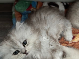 Pisica Brithis Sensila fetiță cunoaște litiera foarte jucăușă și extrem de deosebita blana long hayi foto 2