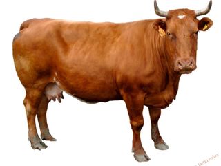 Cumpăr bovine foto 2