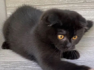 Scottish fold Black rare