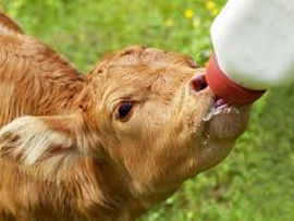 Сухое молоко для животных!