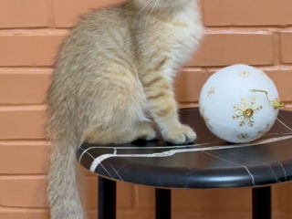 Golden kitten British shorthair foto 4