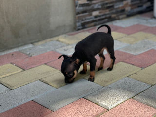 Toy terrier foto 4