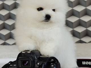 Pomeranian spitz foto 4