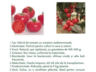 semințe profesionale de tomate, create de Sakata foto 11