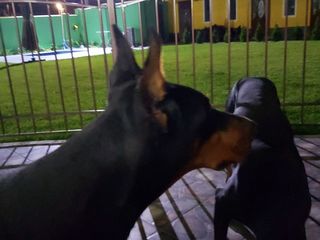 Dobermani rasa curata ! foto 5