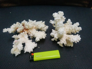 натуральные кораллы и ракушки foto 5