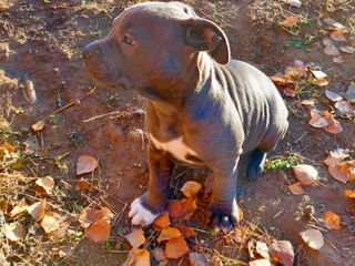 Catei de rasa Amstaff foto 6