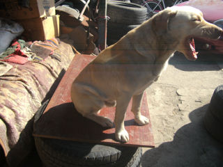 labrador foto 2