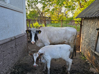 Vindem vacă de muls și vițel. foto 3