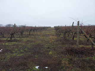 Se vinde teren arabil 5,86 ha, plantate cu vița de vie Cabernet - 8000e- 1ha foto 4