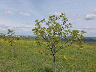 Livadă de nuci chandler, 7 ani - 11.4 ha cu sistem de irigare. foto 5