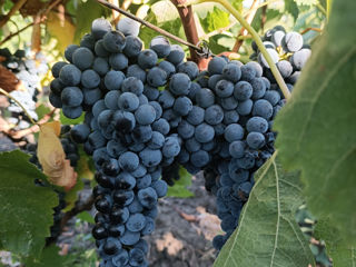 Poama cabernet sauvignon foto 5