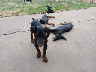 Dobermani