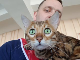 Леопардовые котята. Необычайно красивые Бенгалы  Bengal. foto 10