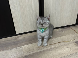 British shorthair chinchila foto 5