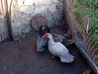 Vind Doi rățoi albastru și lavanda,  buni de sămânță foto 2