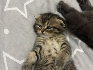 Scottish Fold foto 6