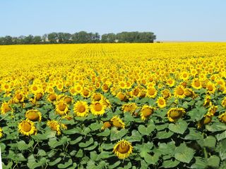 Anenii Noi 50 Ha teren agricol foto 2