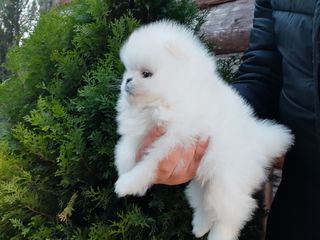 Mini Spitz Pomeranian foto 3