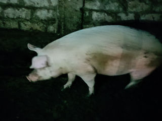 Vind porc foto 3