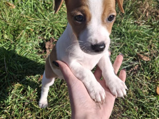 Vînd urgent căţeluși!!Jack Russel Terier foto 3