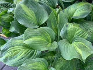 Vand diverse plante foto 0