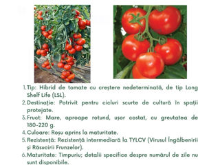 semințe profesionale de tomate, create de Sakata foto 7