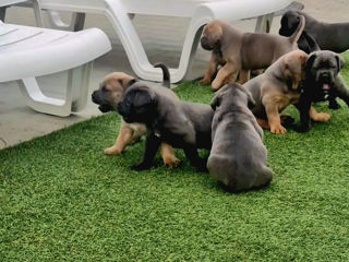 Cane corso pui FCI foto 5