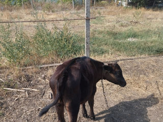 vând 2 viței de 4 luni prețul este 3 500 la cumpărător real scad foto 3