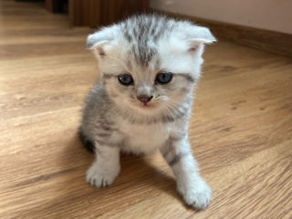 Motănel Scottish Fold