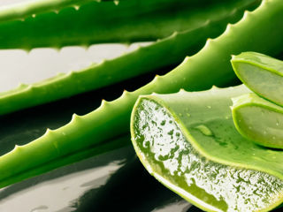 Nectar și gel veritabil de Aloe Vera