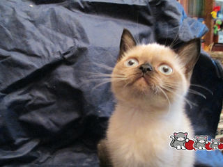 котята экзоты колор-пойнт - голубоглазые плюшевые комочки, есть видео foto 4