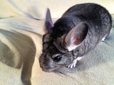 Super oferta femele chinchilla( chinchila, шиншилла, sinsila) foto 3