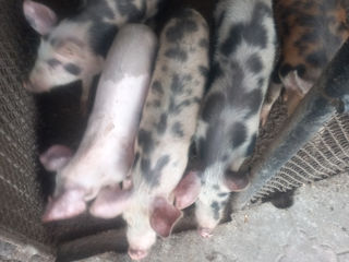 Vindem porci de casa! foto 2