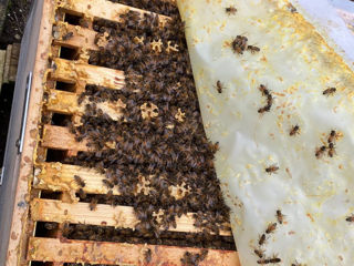 Продаю пчелосемьи ,  порода Бакфаст