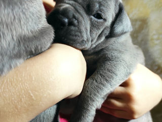 Cățeluși blue american Staffordshire Terrier