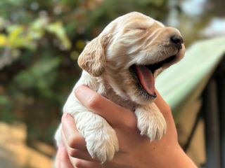 Cățeluși de rasă, cocker spaniel! foto 5