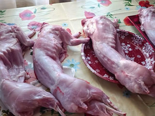 Carne de iepure șinșila sovietica