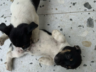 Pui Jack Russell Terrier (metis) de vânzare  foto 5