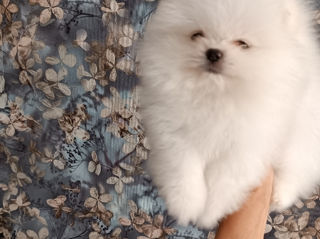 Подарок любимым! mini spitz pomeranian toy foto 4