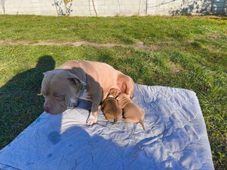 American Bully foto 8