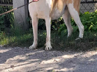 Se vinde o catelusca de alabai si una de lambrador foto 3