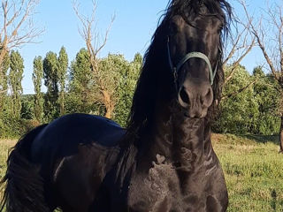 Armasar Friesian la monta. foto 6