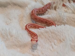 Первая змея - маисовый полоз foto 2