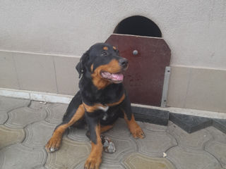 Rottweiler foto 2