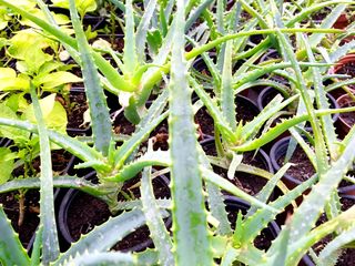 Aloe arboriscens (алоэ, столетник) foto 2