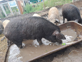 Vind porci de rasă mangalița