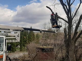 Спилить удалить аварийное, сухое, накренившиеся или треснувшие дерево. foto 12