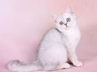 Pisoii British Chinchilla foto 6