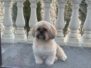 Baietel Shih tzu caută mireasa (împerechere) foto 2